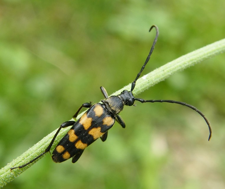 Leptura quadrifasciata - feketeszőrű szalagoscincér
