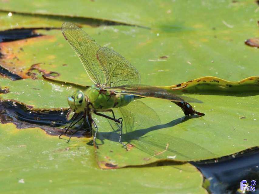Anax imperator - zöld óriásacsa