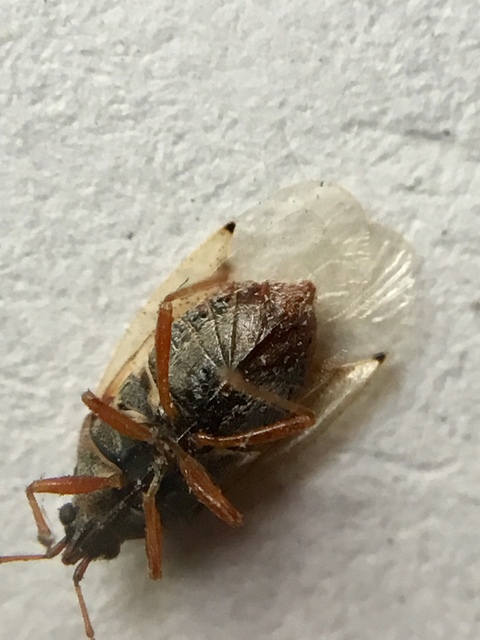 Kleidocerys resedae - nyírbodobács