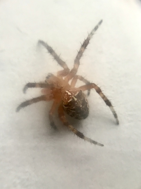 Araneus diadematus - koronás keresztespók