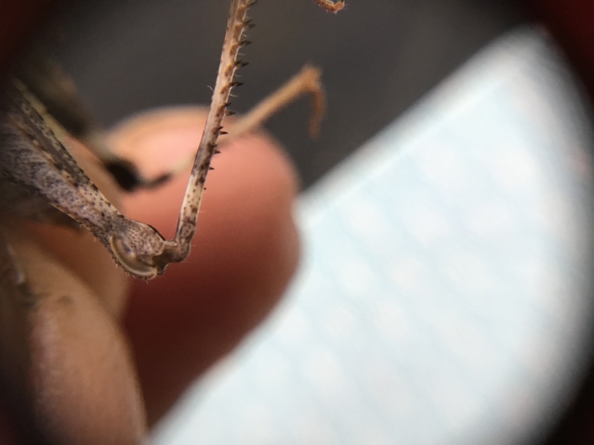 Oedipoda caerulescens - kékszárnyú sáska