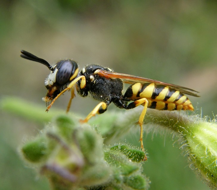 Philanthus triangulum - közönséges méhfarkas
