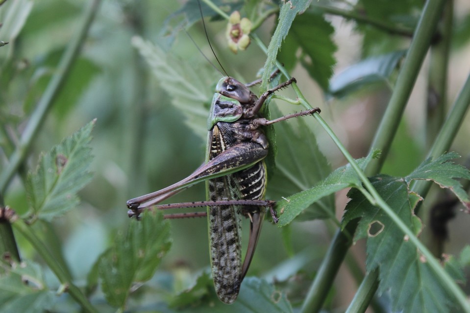 Decticus verrucivorus - szemölcsevő szöcske