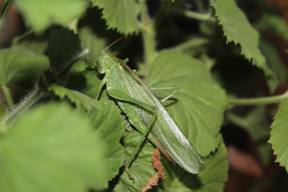 Tettigonia viridissima - zöld lombszöcske