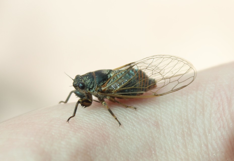 Cicadetta montana