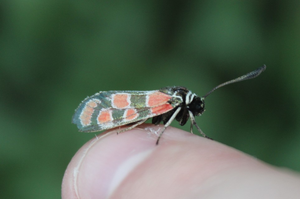Zygaena carniolica - fehérgyűrűs csüngőlepke