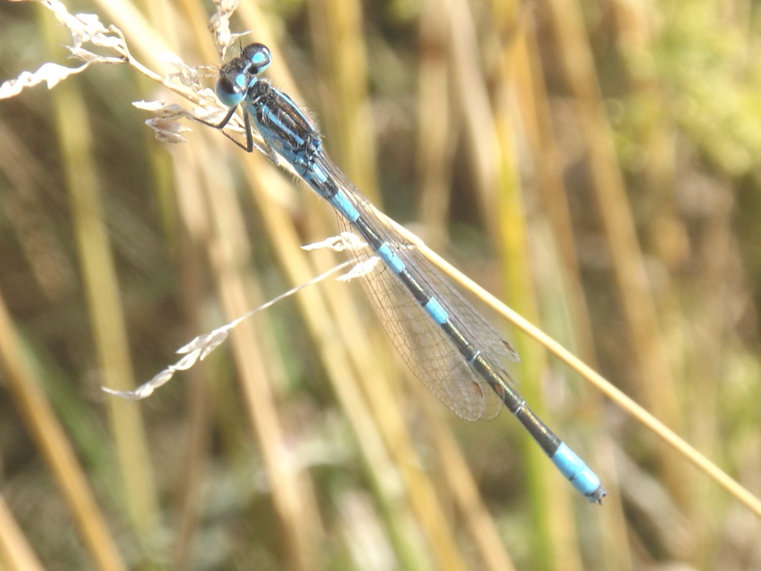 Coenagrion scitulum - mediterrán légivadász