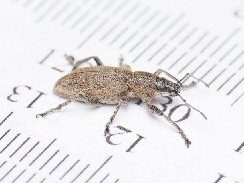 Tanymecus palliatus - közönséges hegyesfarúbarkó