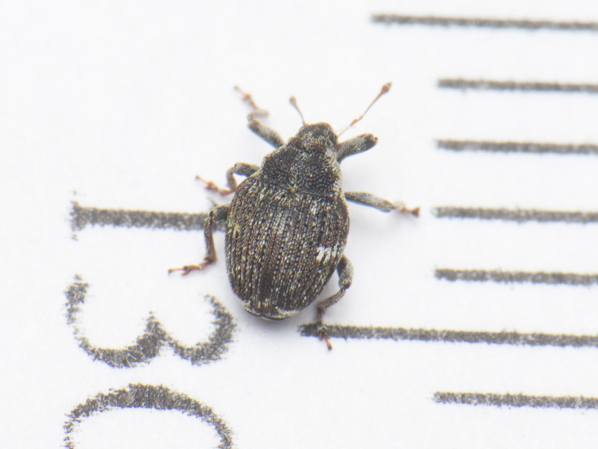 Nedyus quadrimaculatus - közönséges csalánormányos