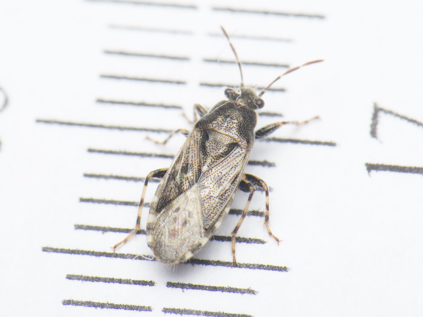 Heterogaster urticae - tarka bodobács