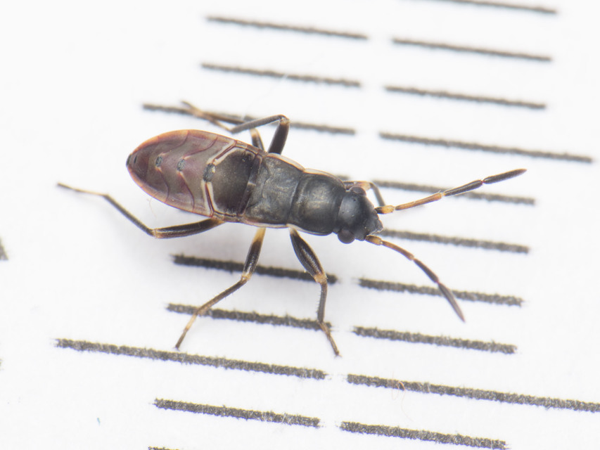 Rhyparochromus vulgaris - közönséges díszesbodobács