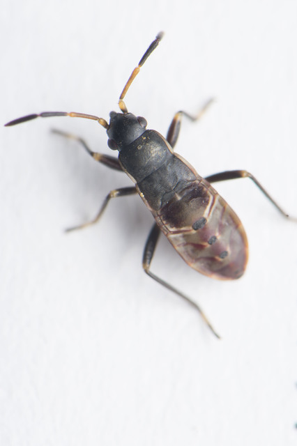 Rhyparochromus vulgaris - közönséges díszesbodobács