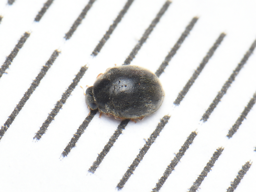 Stethorus pusillus - atkász bödice