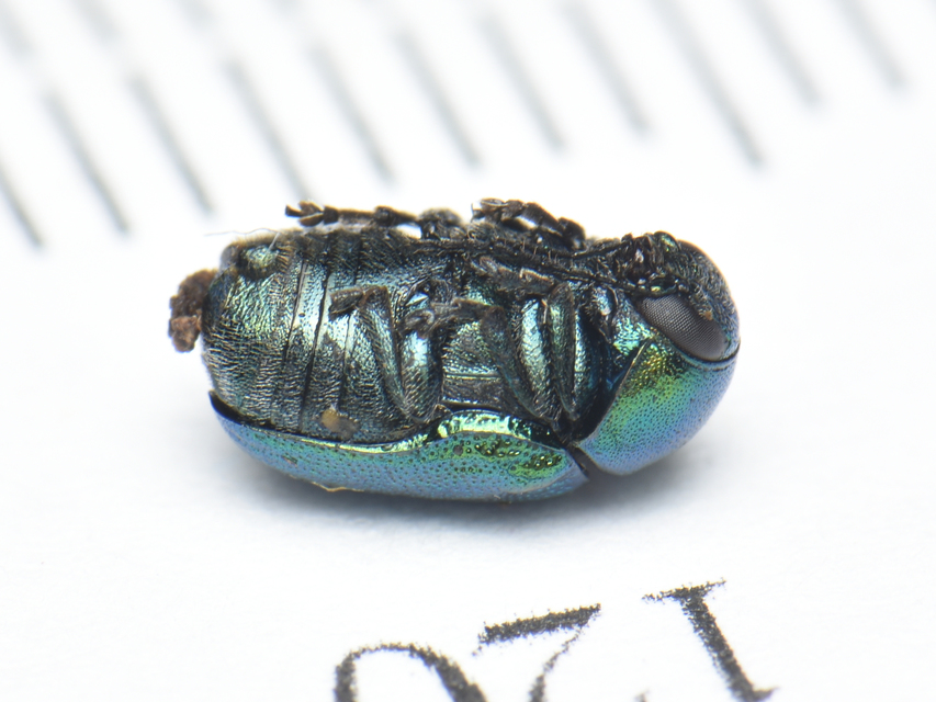 Cryptocephalus