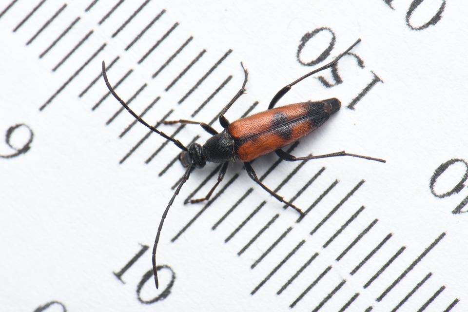 Stenurella bifasciata - kétöves karcsúcincér