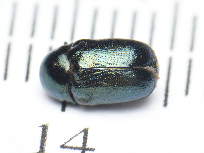 Cryptocephalus