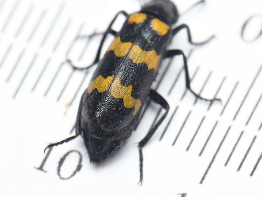 Mylabris variabilis - szalagos hólyaghúzó Mylabris variabilis - szalagos hólyaghúzó