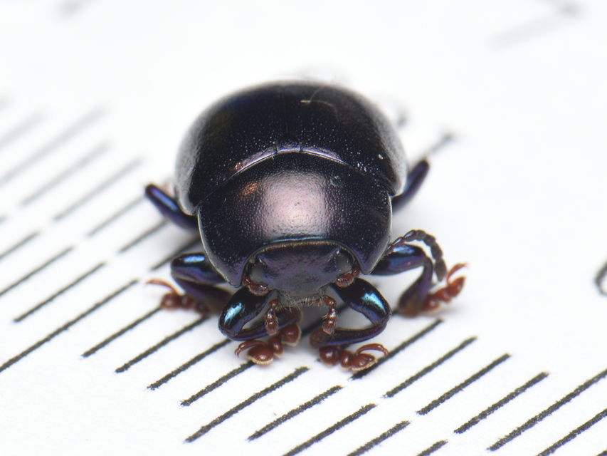 Chrysolina sturmi - vöröslábú levelész