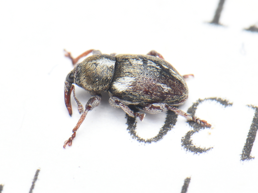 Tychius quinquepunctatus - borsó-tímárormányos