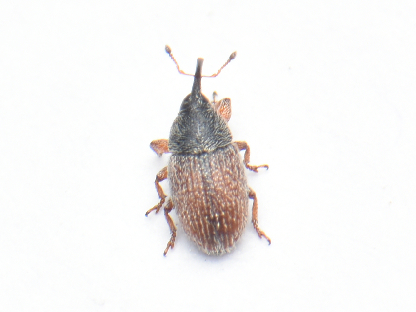 Mecinus pascuorum - közönséges útifűormányos