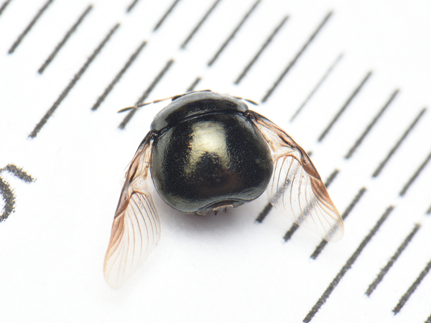 Coptosoma scutellatum - bödepoloska Coptosoma scutellatum - bödepoloska