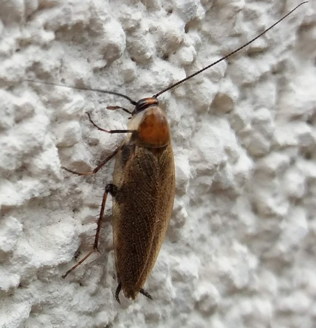 Ectobius erythronotus - sárgatorú erdeicsótány