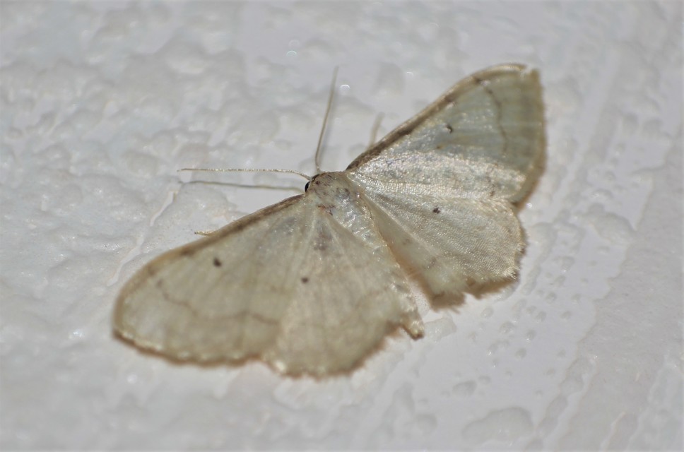 Idaea politaria - vonalas apróaraszoló