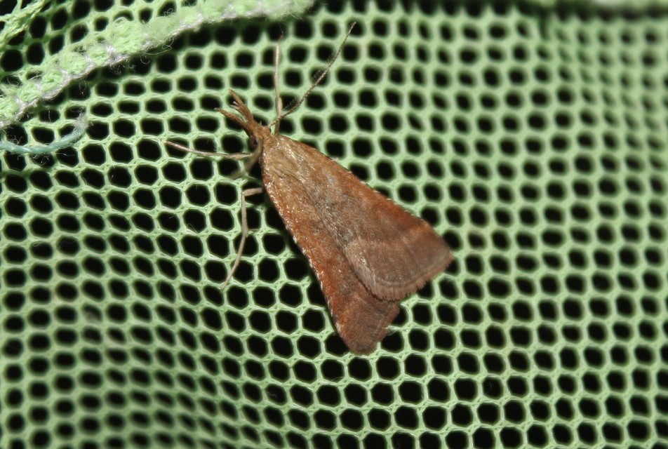 Synaphe punctalis - hosszúlábú fényilonca