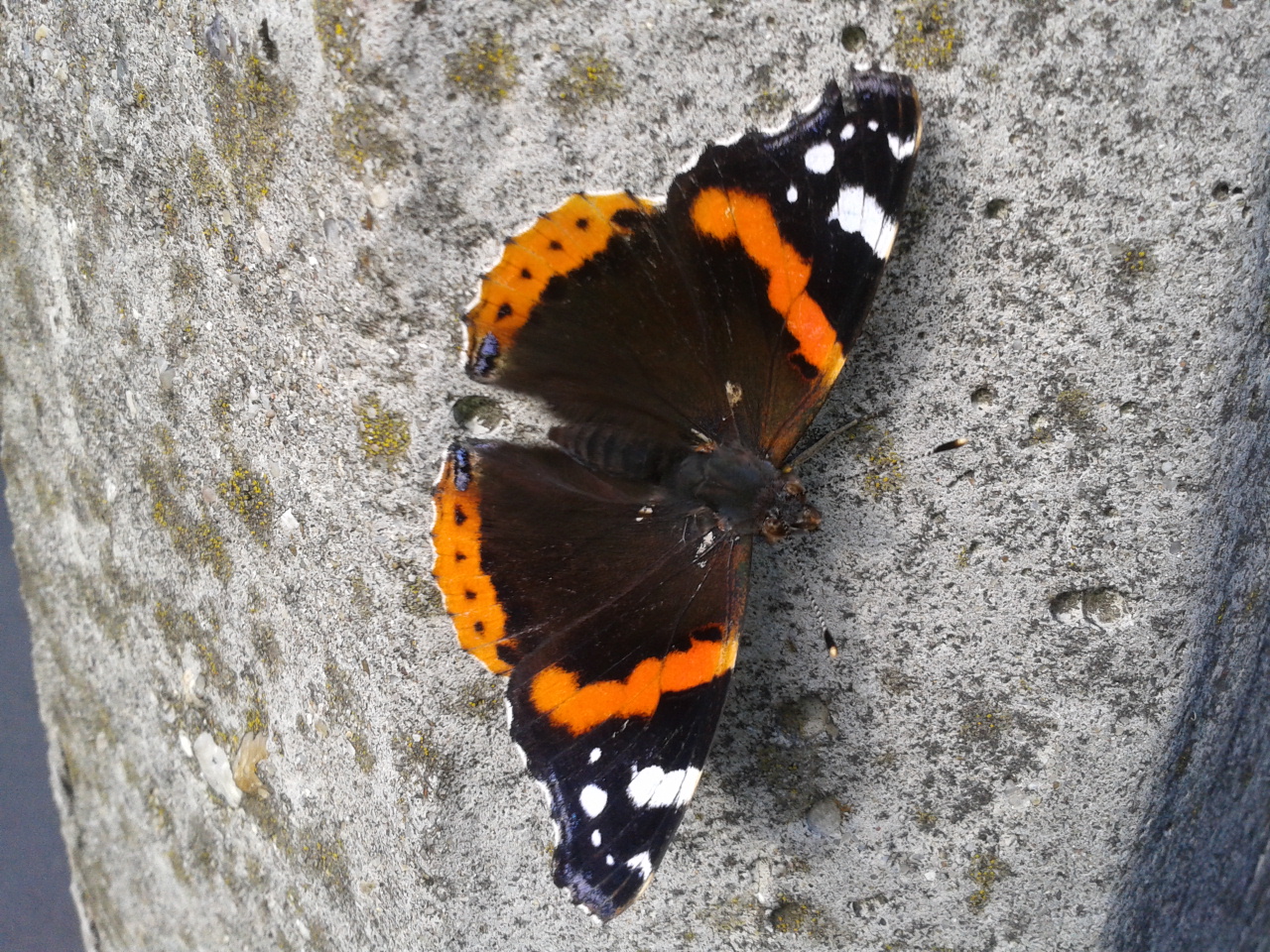 Vanessa atalanta - atalantalepke
