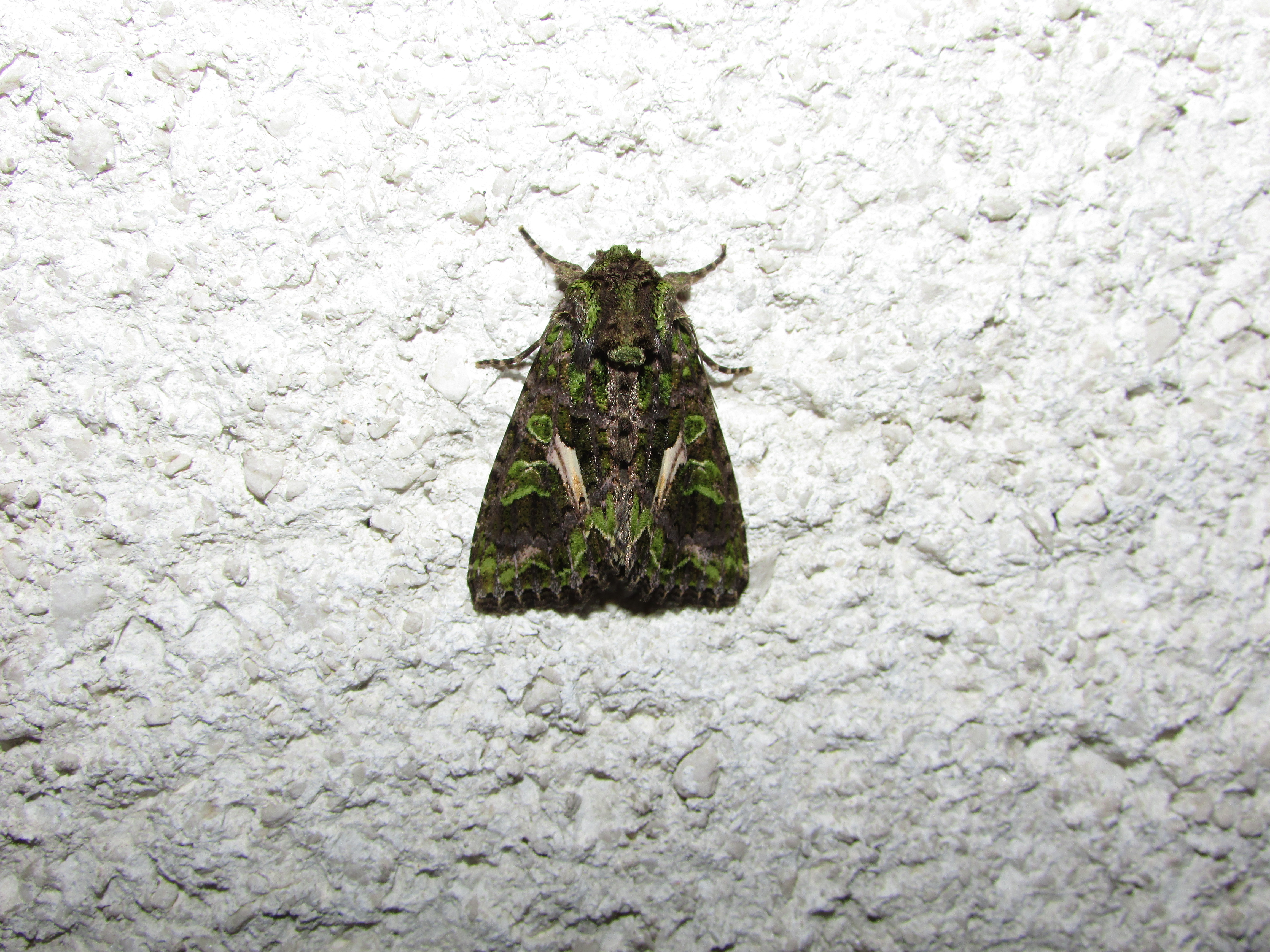 Trachea atriplicis - nyári zöldbagoly