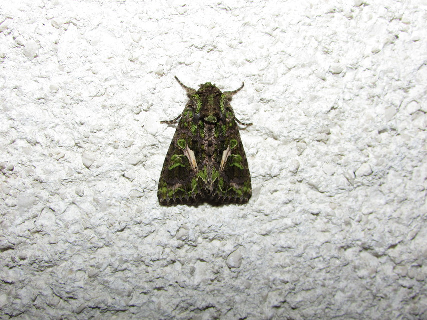 Trachea atriplicis - nyári zöldbagoly