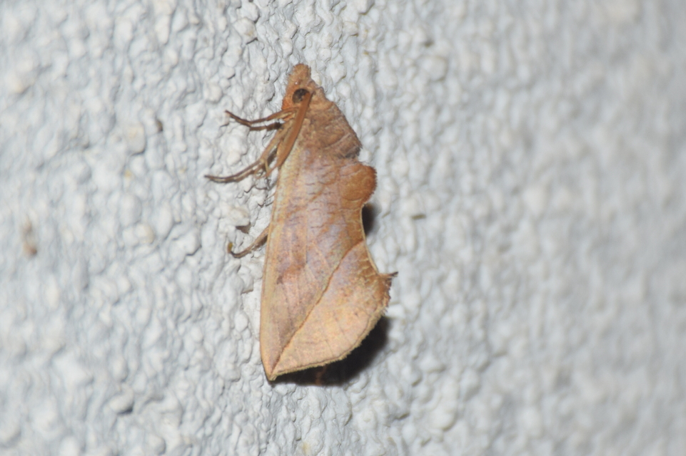 Calyptra thalictri - öblösszárnyú bagoly