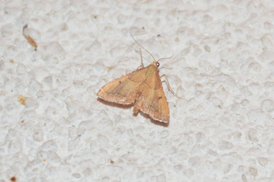 Endotricha flammealis - tüzesszárnyú fényilonca