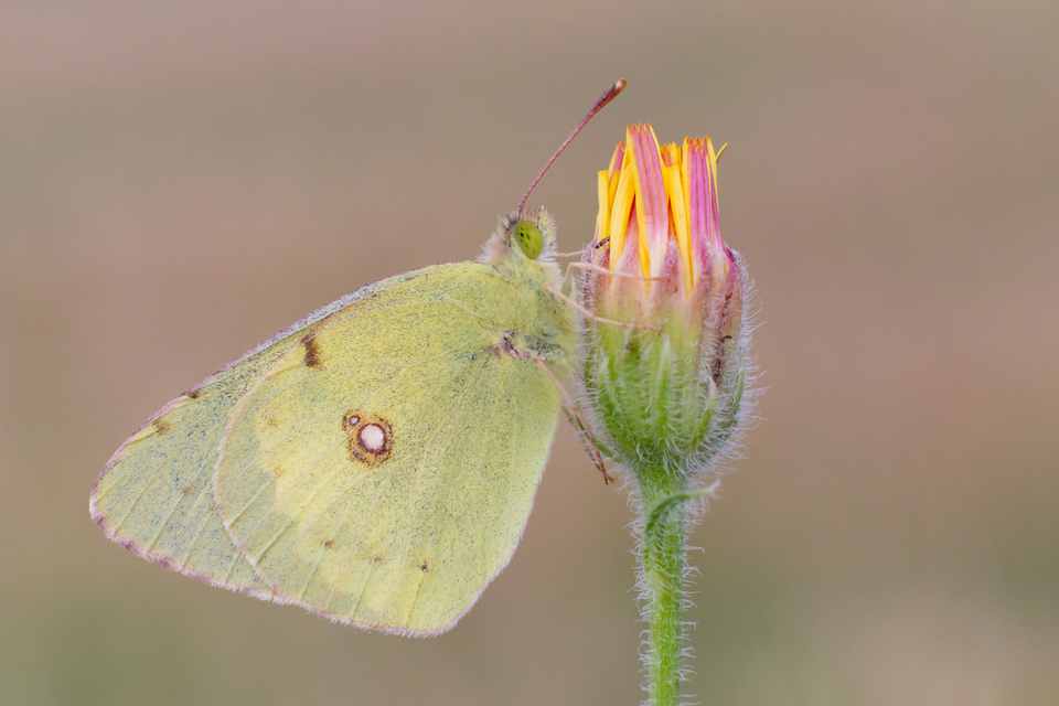 Colias erate - csángó-kéneslepke
