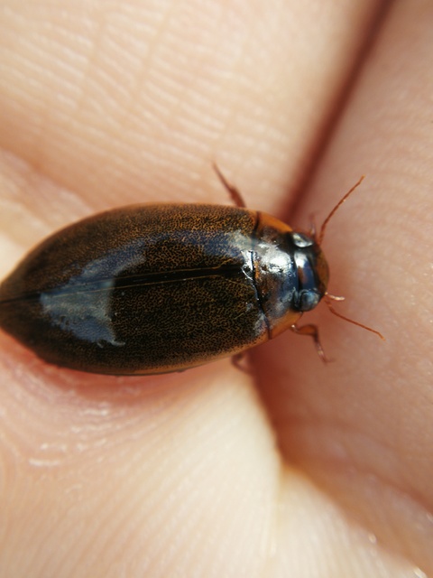 Rhantus suturalis - gyakori particsíkbogár