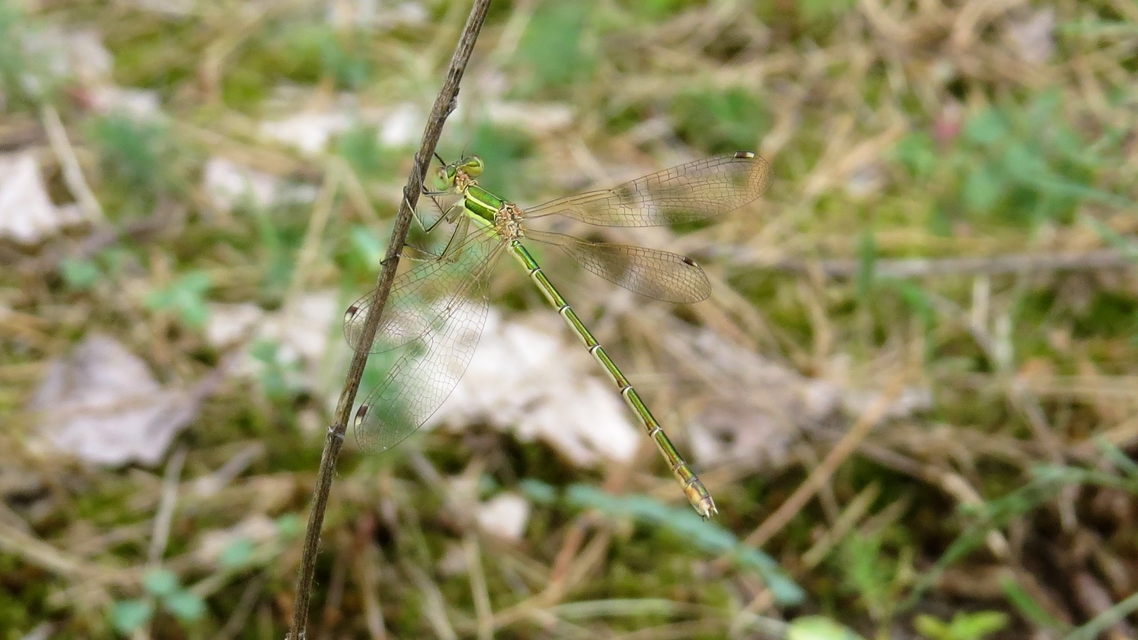 Lestes barbarus - foltosszárnyjegyű rablószitakötő