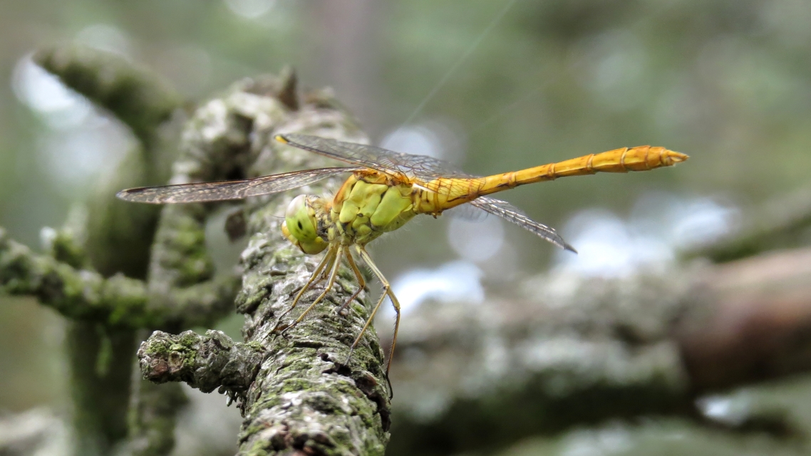 Sympetrum meridionale - fakó katona-szitakötő