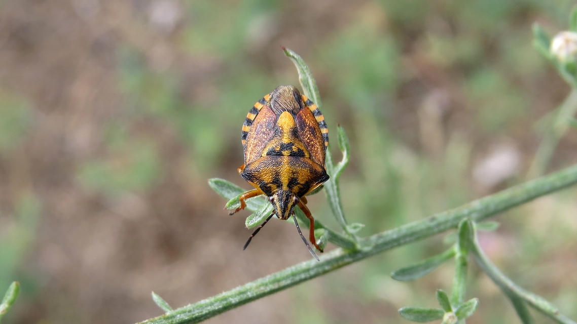 Carpocoris