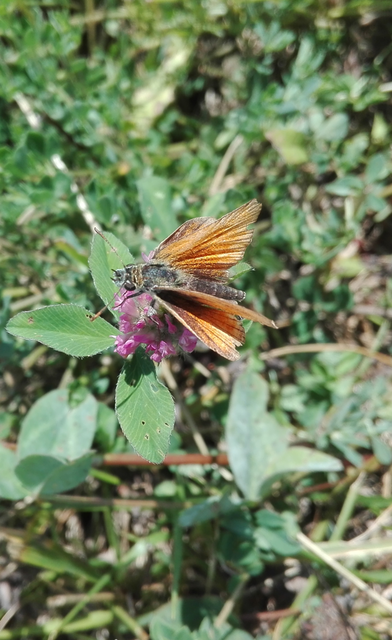 Thymelicus lineola - vonalas busalepke
