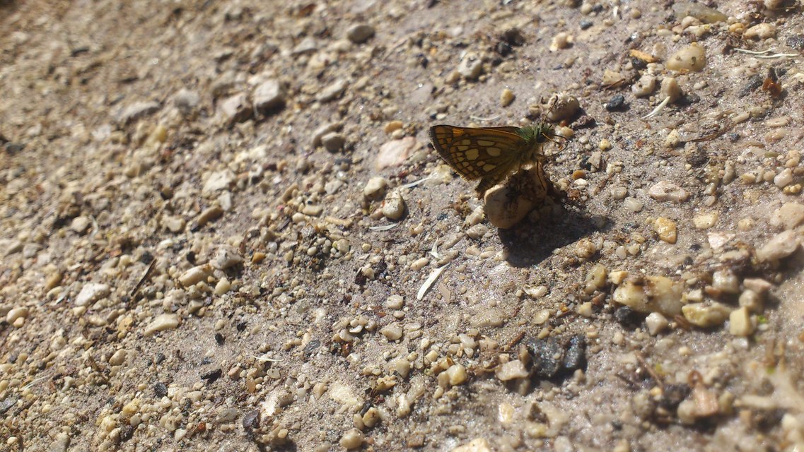 Carterocephalus palaemon - kockás busalepke