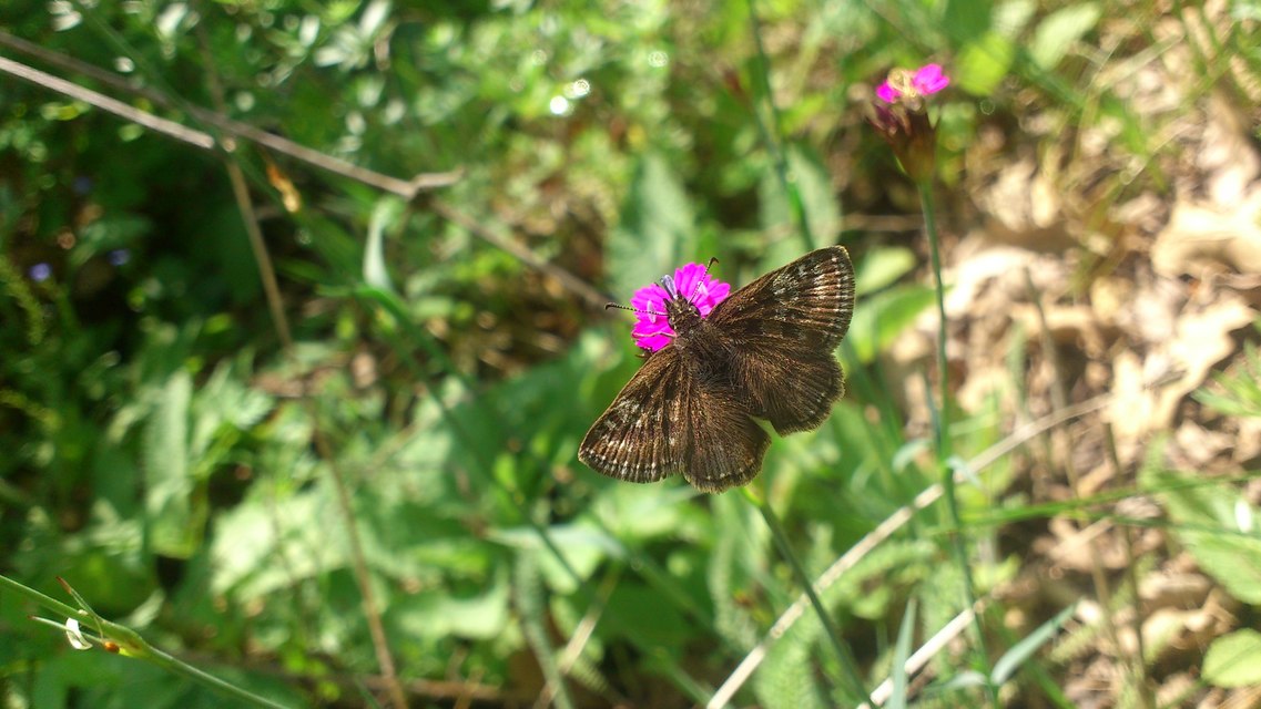 Erynnis tages - cigánylepke
