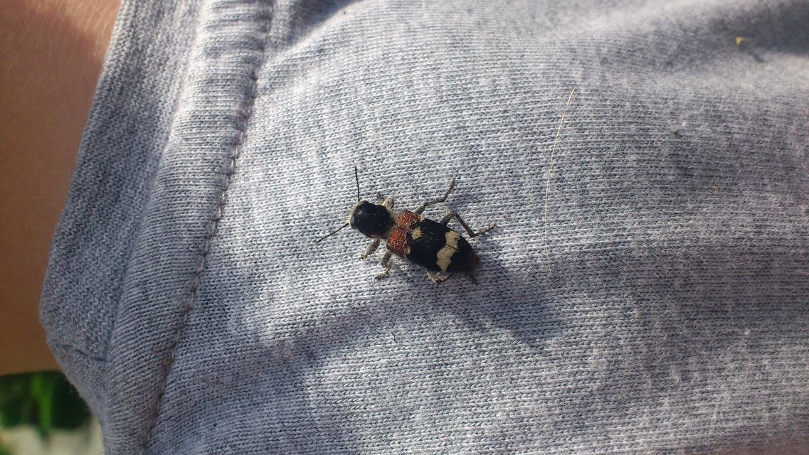 Clerus mutillarius - feketenyakú szúfarkas