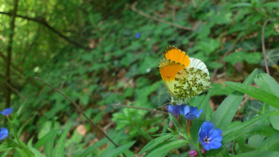 Anthocharis cardamines - hajnalpírlepke