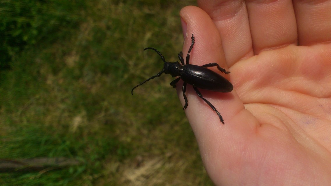 Dorcadion aethiops - fekete gyalogcincér