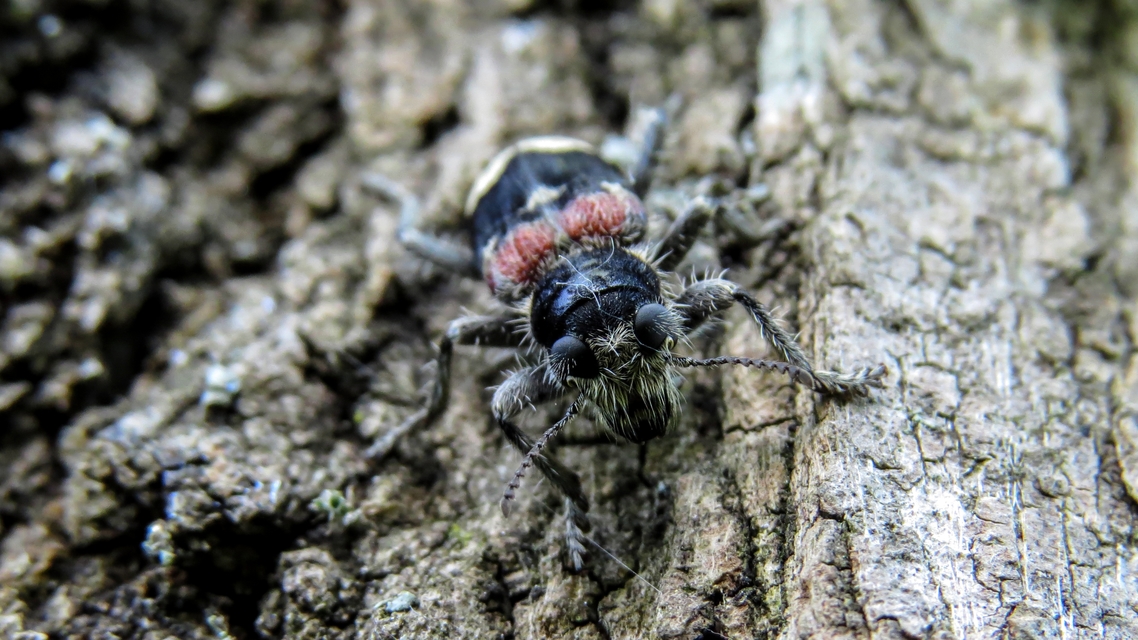 Clerus mutillarius - feketenyakú szúfarkas