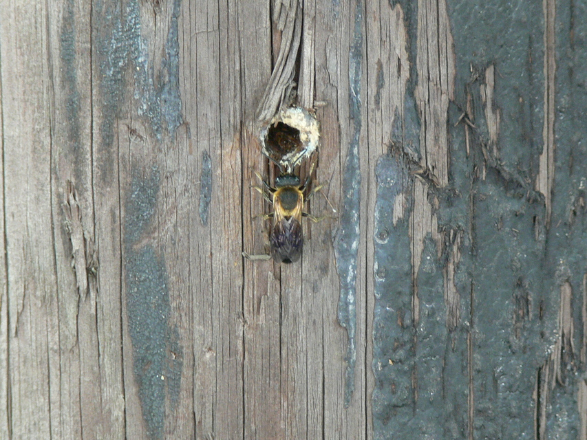 Megachile sculpturalis - óriás művészméh