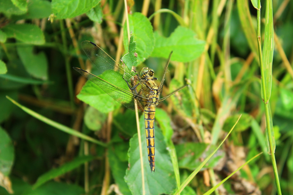 Orthetrum cancellatum - feketefarkú pásztorszitakötő