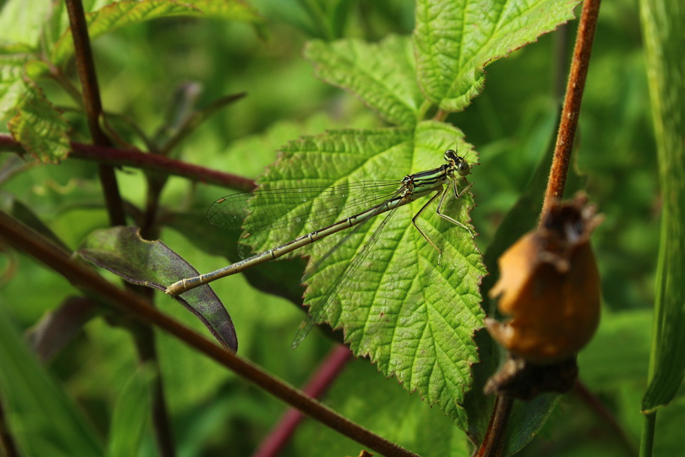 Platycnemis pennipes - széleslábú szitakötő