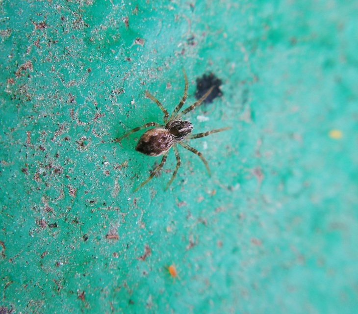 Pisaura mirabilis - csodáspók