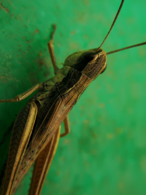 Pseudochorthippus parallelus - közönséges rétisáska